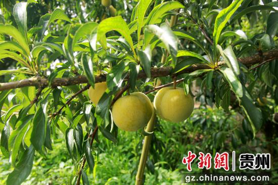 在贵州省黔西市太来乡方田村的蜂糖李种植基地，蜂糖李挂满枝头。何蕾 摄