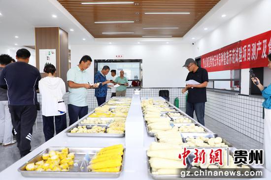 大家手持评分表,对玉米进行品鉴打分 。高一涵摄 大家手持评分表,对玉米进行品鉴打分 。高一涵摄