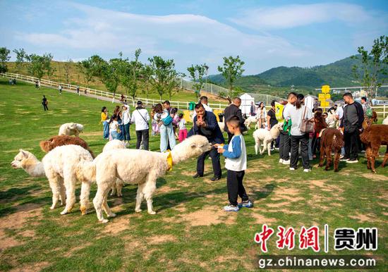 游客在位于黔西市中建乡的羊驼小镇景区游玩。陈颖 摄