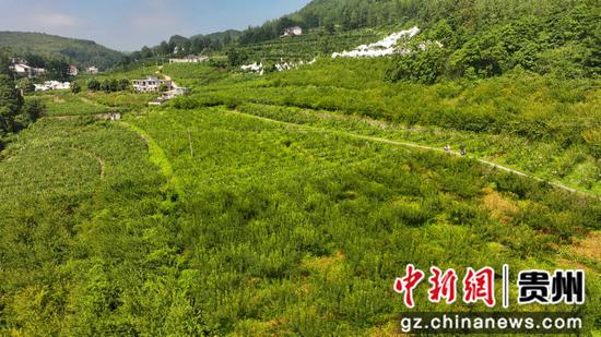 贵州省黔西市太来乡方田村的蜂糖李种植基地航拍。何蕾 摄