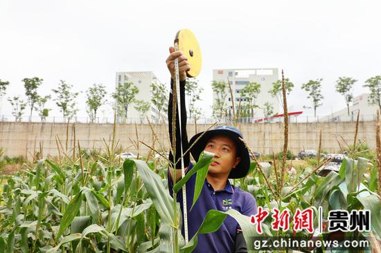 工作人员测量玉米株高。 高一涵摄 工作人员测量玉米株高。 高一涵摄