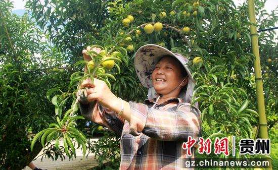 在贵州省黔西市太来乡方田村的蜂糖李种植基地，务工群众正在采摘蜂糖李。何蕾 摄