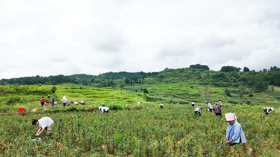 村民抢抓农时“打珠芽”