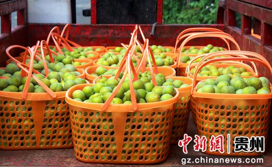 在贵州省黔西市太来乡方田村的蜂糖李种植基地，刚采摘的蜂糖李。何蕾 摄