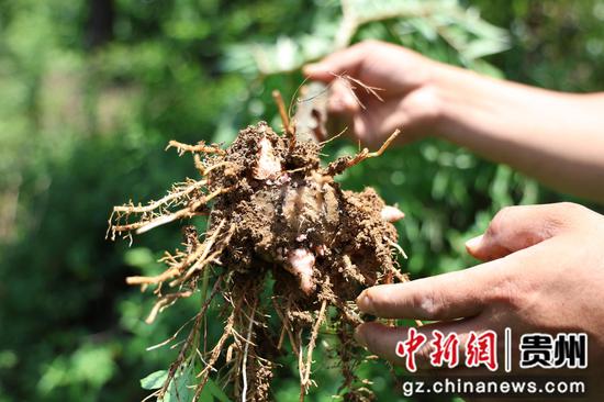 撒拉溪镇永兴村林果基地 种植户查看魔芋茎块大小。 陈维 摄