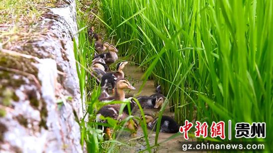 稻鸭共生降低水稻病虫害。邓邦英  摄