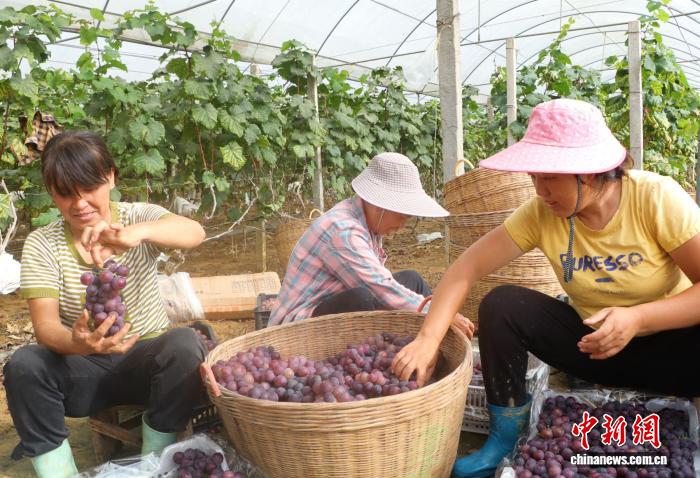 一颗“甜蜜”葡萄串起广西柳州乡村振兴大文章