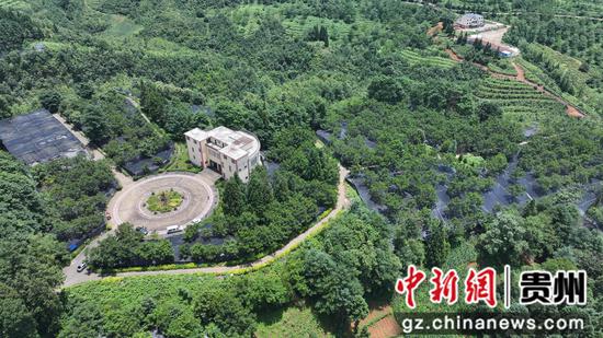 赫章县水塘堡乡核桃基地林下毛慈菇中药材种植。 鲁绍林 摄