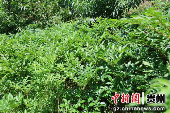 撒拉溪镇永兴村林果基地。 陈维 摄