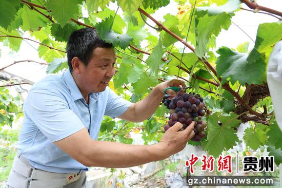 果农黄光林正在采摘葡萄