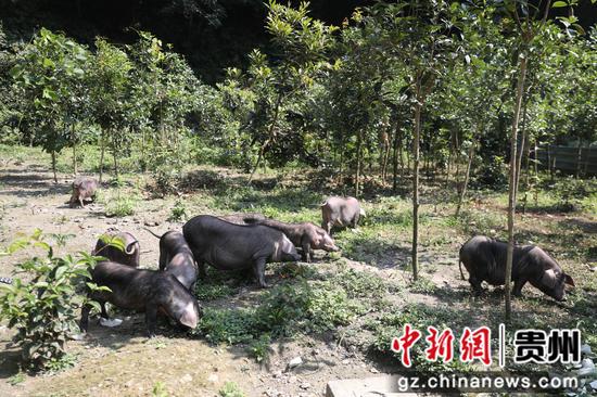 散养的黑毛猪。台江融媒体中心供图