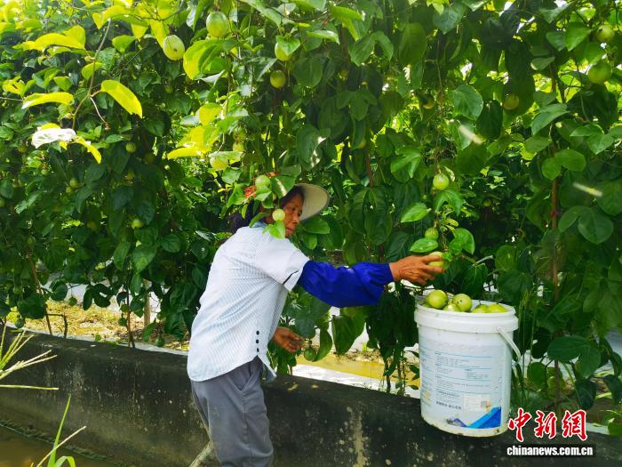 广西北流百香果丰收上市：“小果子”撬动富民“大产业”