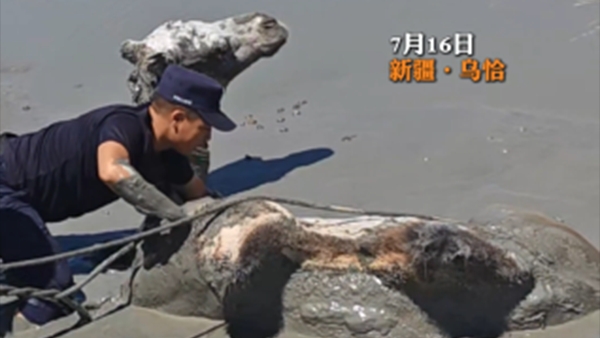 新疆乌恰:骆驼深陷戈壁淤泥,民警紧急施救保平安 新疆乌恰:骆驼深陷戈壁淤泥,民警紧急施救保平安
