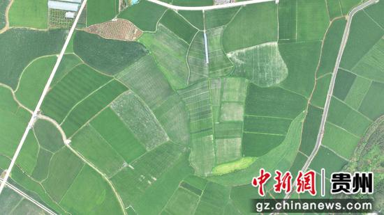 “稻鸭共生”绿色种养新模式