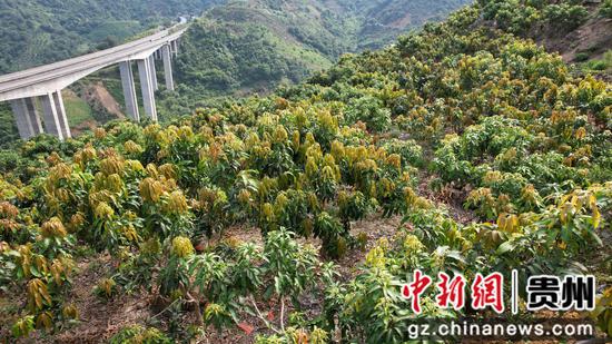 图为芒果种植基地。