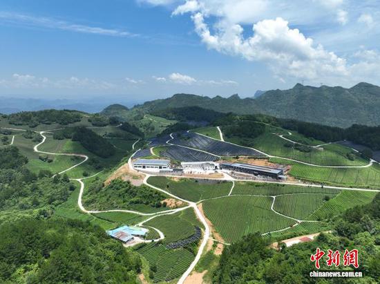 图为贵州省铜仁市德江县的抹茶茶园。王显 摄