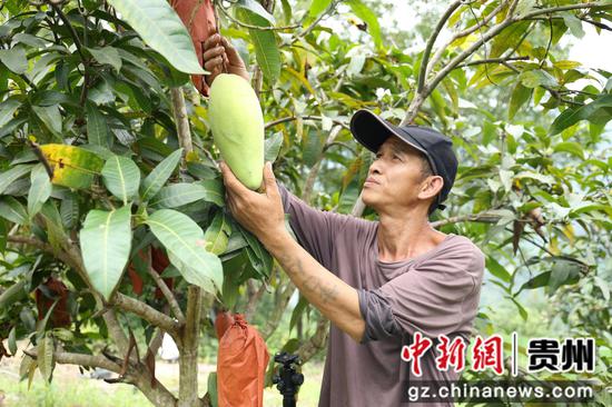 果农正在采摘芒果。
