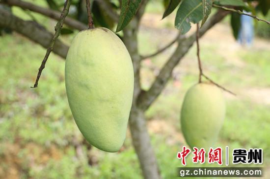 长势喜人的芒果。