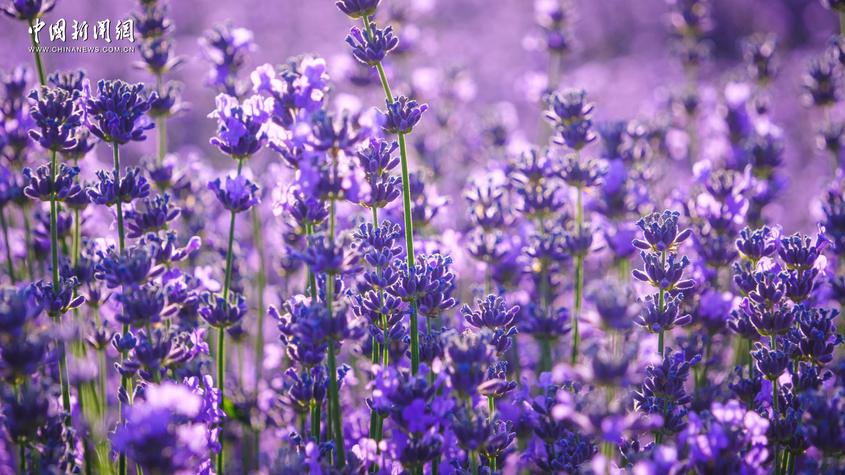 新疆霍城：走入“紫色梦境” 徜徉浪漫薰衣草花海