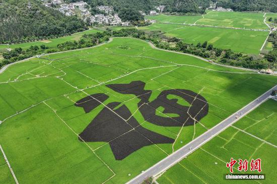 7月23日，航拍位于贵州省兴义市万峰林景区的“福”字稻田景观。该“福”字稻田景观采用常规水稻做边界，紫叶水稻构图的定植模式，根据田块大小和视觉效果确定图案斑块作业面积，在水稻生长的苗期、花期，通过水稻叶色、花色的自然变化展现特殊色彩效果。（无人机照片）中新社记者 瞿宏伦 摄