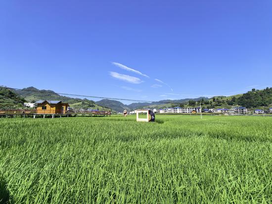 坝区稻田大景