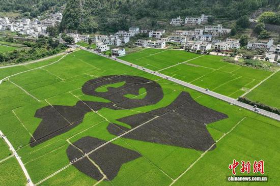7月23日，航拍位于贵州省兴义市万峰林景区的“福”字稻田景观。该“福”字稻田景观采用常规水稻做边界，紫叶水稻构图的定植模式，根据田块大小和视觉效果确定图案斑块作业面积，在水稻生长的苗期、花期，通过水稻叶色、花色的自然变化展现特殊色彩效果。（无人机照片）中新社记者 瞿宏伦 摄