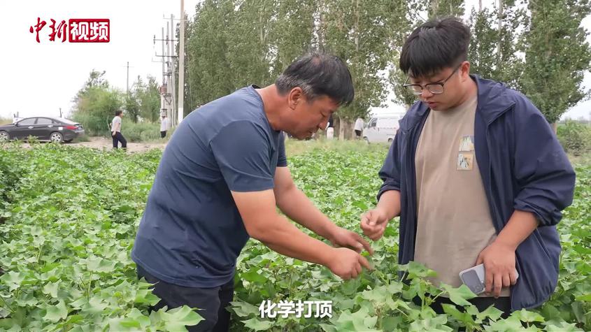 新疆多地棉田采用智能打顶 提升品质实现稳产增产