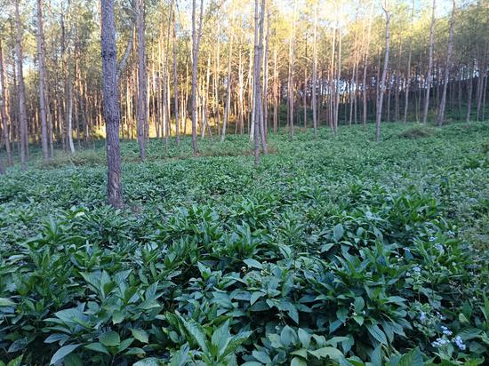 荔波县小七孔镇尧花村林下南板蓝根种植基地