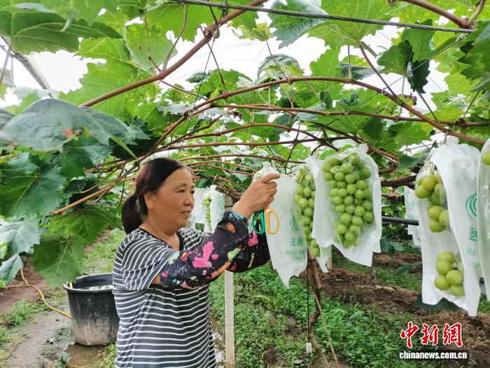 广西兴业阳光玫瑰喜丰收 “甜蜜产业”助增收
