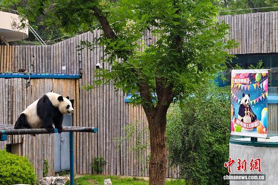 7月24日，天津，大熊猫“喜乐”在户外玩耍。当日，天津动物园大熊猫“喜乐”迎来13岁生日，园区为“喜乐”准备了生日庆典与丰容大餐，吸引众多游客和粉丝到场送祝福。雌性大熊猫“喜乐”2013年7月24日出生于中国保护大熊猫研究中心雅安基地，2015年10月13日来到天津，被粉丝们爱称“八里台二姑奶奶。中新社记者 佟郁 摄