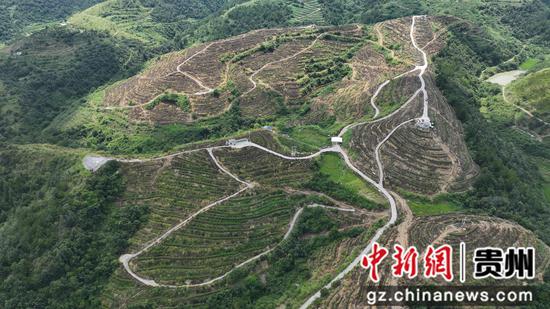 罗甸县橙园汇科技有限公司火龙果种植基地