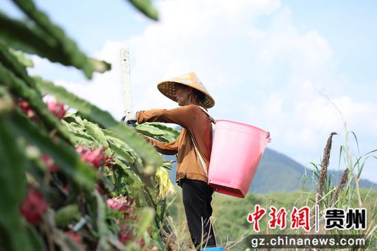 工人正在进行采摘