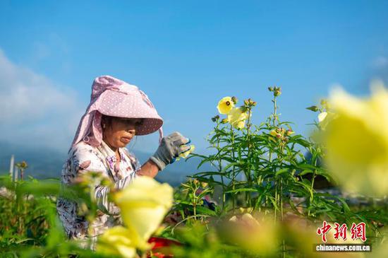 图为村民在从江县贯洞镇龙图村黄蜀葵种植基地采收黄蜀葵花。吴德军 摄