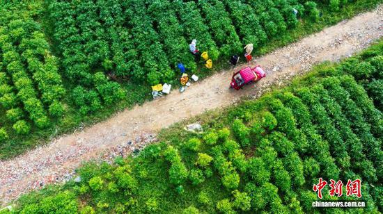 图为村民在从江县贯洞镇龙图村黄蜀葵种植基地驾驶三轮车运输刚采摘的黄蜀葵花。(无人机照片)吴德军 摄