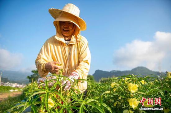 时下，贵州省黔东南苗族侗族自治州从江县种植的中药材黄蜀葵进入采收销售旺季。村民抢抓农时采摘、装运、烘干加工，田间地头与加工车间一派繁忙。图为村民在从江县贯洞镇龙图村黄蜀葵种植基地采收黄蜀葵花。吴德军 摄