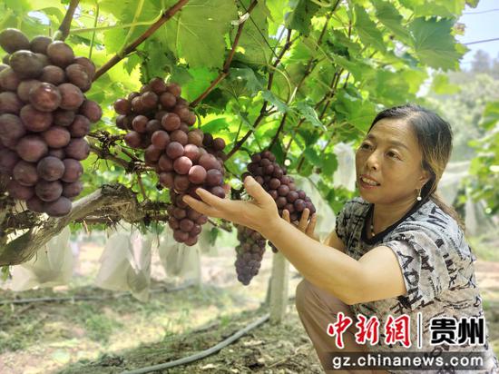 葡萄基地负责人甘龙花正在对成熟葡萄进行管护。周飞 摄