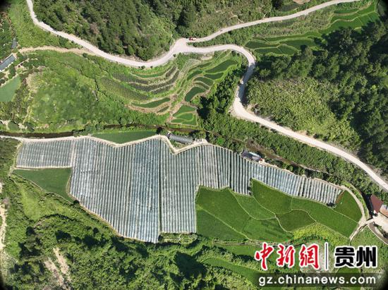 岑巩县㵲水街道马坡村熠丰葡萄种植园航拍全景。