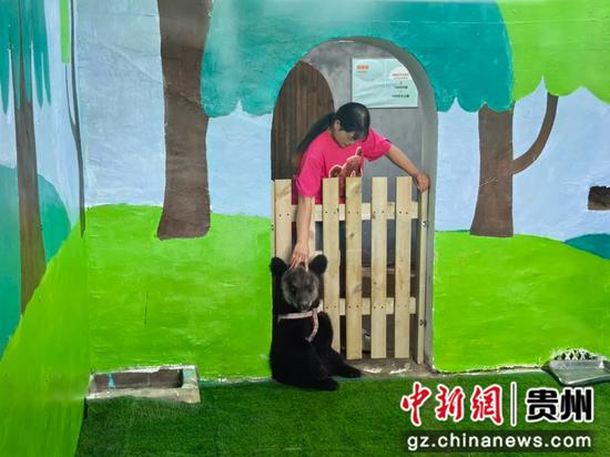 小棕熊“薯条”首次亮相。