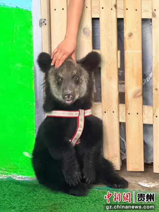 萌萌的小棕熊。