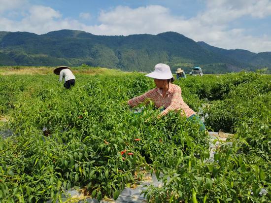 7月30日，松桃县普觉镇岑塘村村民们正抢抓晴好天气，采收红辣椒。