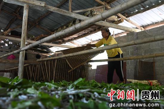 李学军的妻子在搭建簇架，引导成熟蚕爬架吐丝作茧。吴祥华 摄