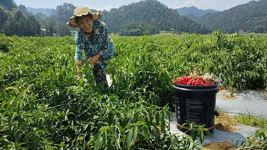 7月30日，松桃县普觉镇真旗屯村村民们正在忙碌有序地采收红辣椒。