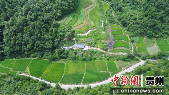 岑巩县天马镇苗落村岩湾片区的种桑养蚕基地。杨豪 摄