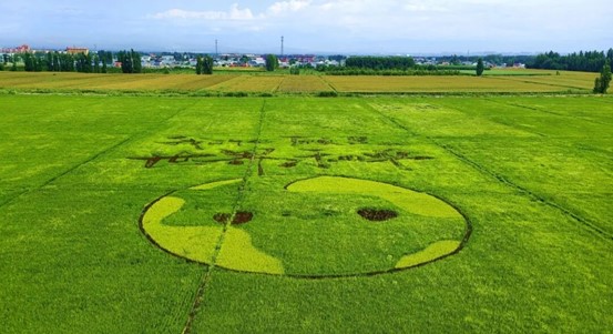 首创世界和平主题稻田画独具特色。华岩明摄

