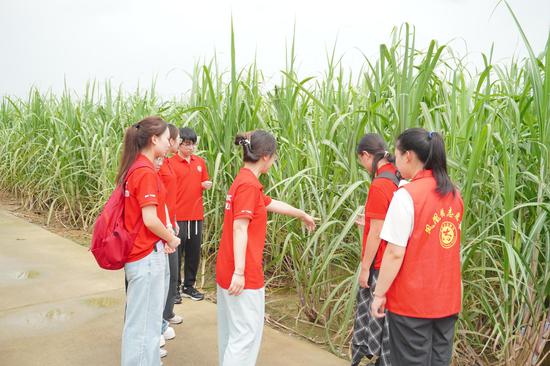 图为实践队走进来宾东糖凤凰糖甘蔗种植基地。董奇 摄 图为实践队走进来宾东糖凤凰糖甘蔗种植基地。董奇 摄