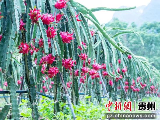 鲜红饱满的果实挂满枝头