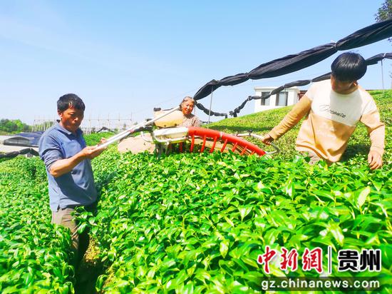 采茶机手在凤冈南嘉茶业有限公司碾抹基采茶。饶云  摄