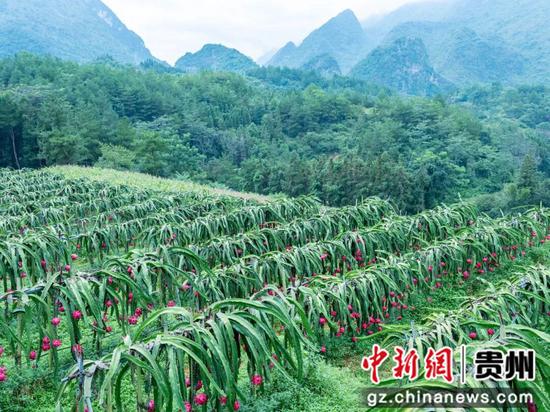 板庚村蜜宝火龙果种植基地一角