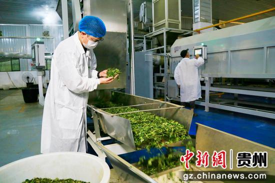 贵州太羿茶业有限公司工人在碾茶生产线加工碾茶。饶云  摄