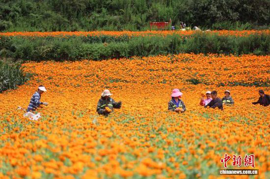 图为7月30日，双龙镇务工群众忙着采收万寿菊。 周星 摄